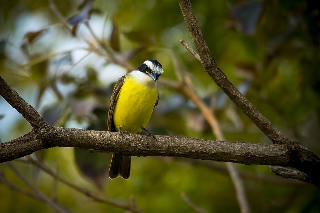 Nesse sentido, essa é ave é um dos poucos casos em que o nome da ave é uma representação fiel de seu canto, o que encanta quem tem o prazer de ouvi-lo, sobretudo pela manhã.