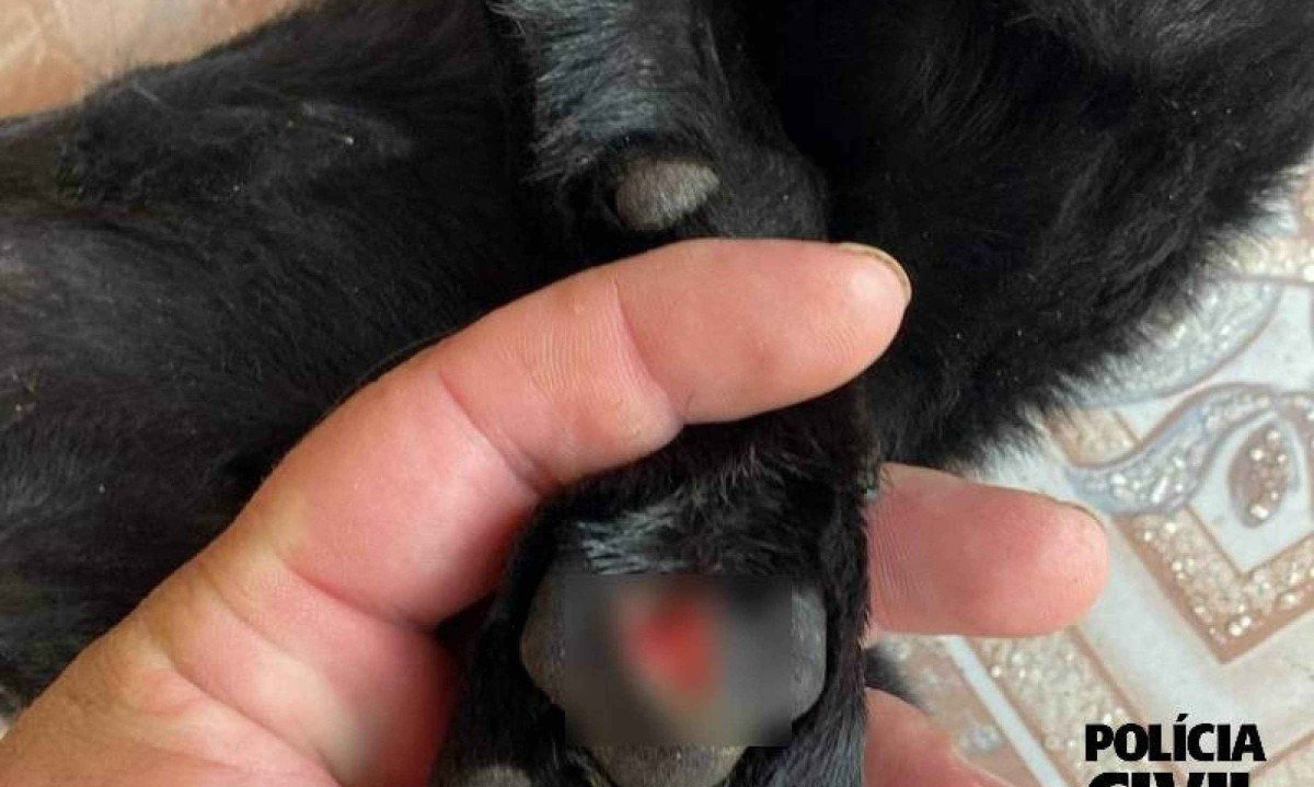 Homem foi filmado arremessando um filhote de cachorro do telhado de casa e, ao ser questionado por vizinhos, afirmou que o animal estava no local para ser assado em uma churrasqueira -  (crédito: PCMG/Divulgação)