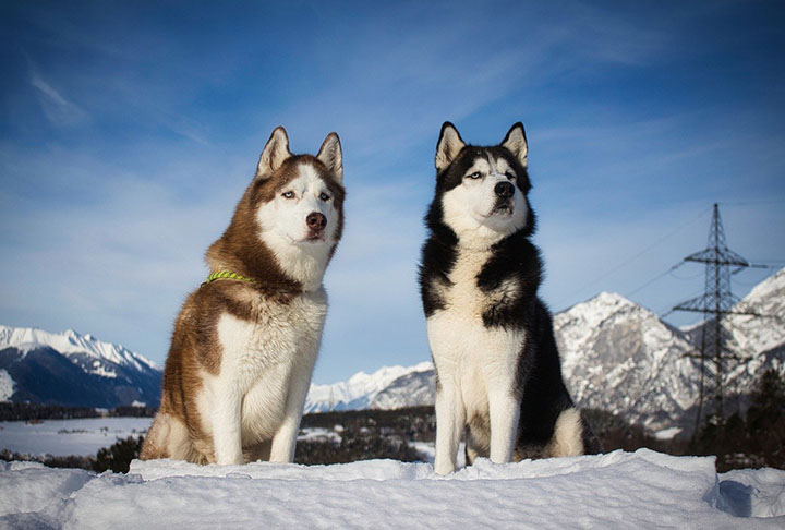 Husky Siberiano- Vive em média de 12 a 14 anos.  Originário da Sibéria (Rússia), possui pelagem densa e olhos azuis ou multicoloridos. Tradicionalmente esses cães são utilizados para os trenós dos Chukchi, povo indígena siberiano.