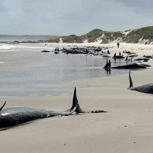 Quase 100 baleias são sacrificadas após encalharem em praia remota da Tasmânia - Reprodução do X @AusSMC