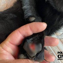 Homem é preso ao jogar cachorro em telhado e dizer que ele seria assado - PCMG/Divulgação