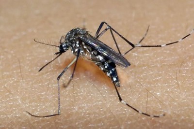 O ano de 2025 começou com o Brasil preocupado em conter o avanço dos casos de dengue em seu território. Isso porque em 2024 o país registrou o recorde de casos da doença transmitida pelo mosquito Aedes aegypti na série histórica. 


 -  (crédito: Divulgação SES-MG)