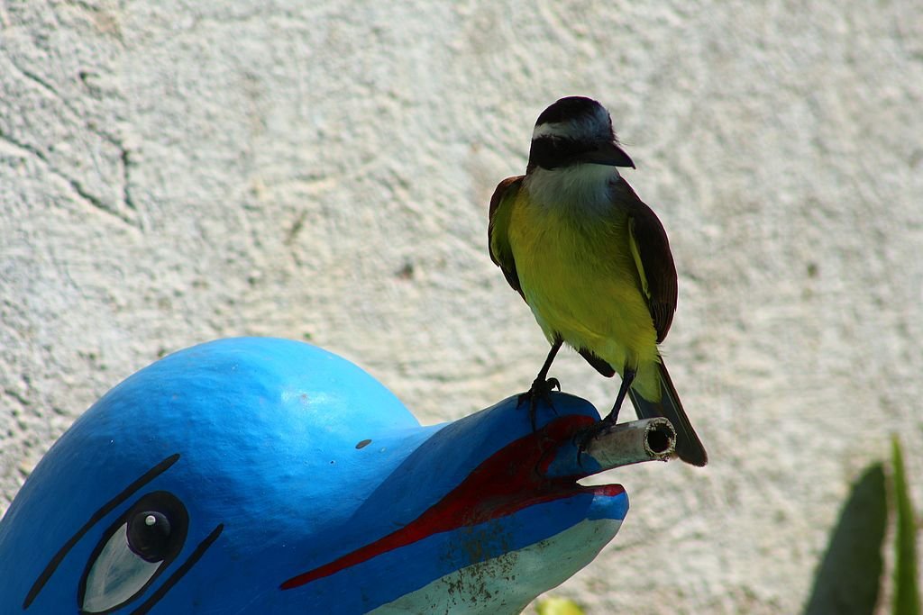 Ele tem uma alimentação que, apesar de ser insetívora, é bastante variada, como frutas e flores, minhocas, pequenas cobras, lagartos, crustáceos, peixes e girinos de lagos e rios rasos, carrapatos de bovinos e eqüinos.