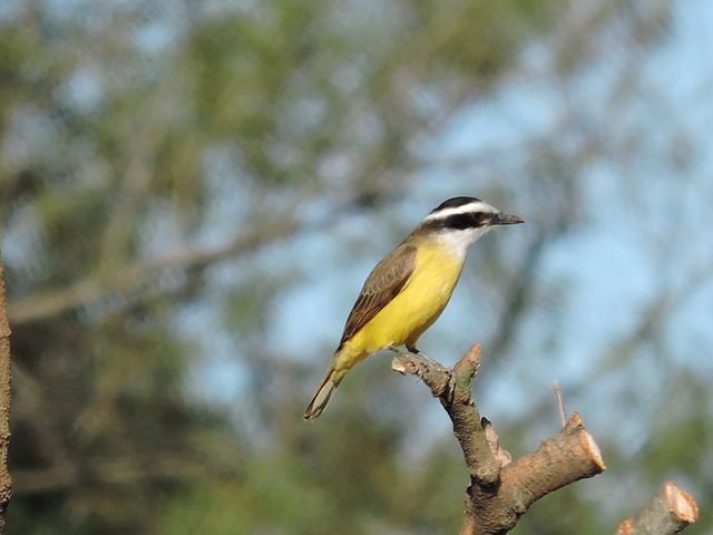 O bem-te-vi é conhecido por seu canto alto e repetitivo que soa como “bem-te-vi”. Ele é característico, pois forma uma onomatopeia (palavra que imita o som que representa), 