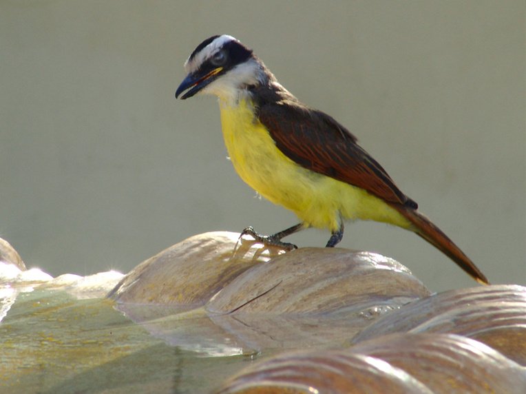 O bem-te-vi possui uma grande importância na dispersão de sementes em áreas de cerrado, além de ajudar no controle de pragas de insetos, graças ao seu hábito alimentar generalista. 