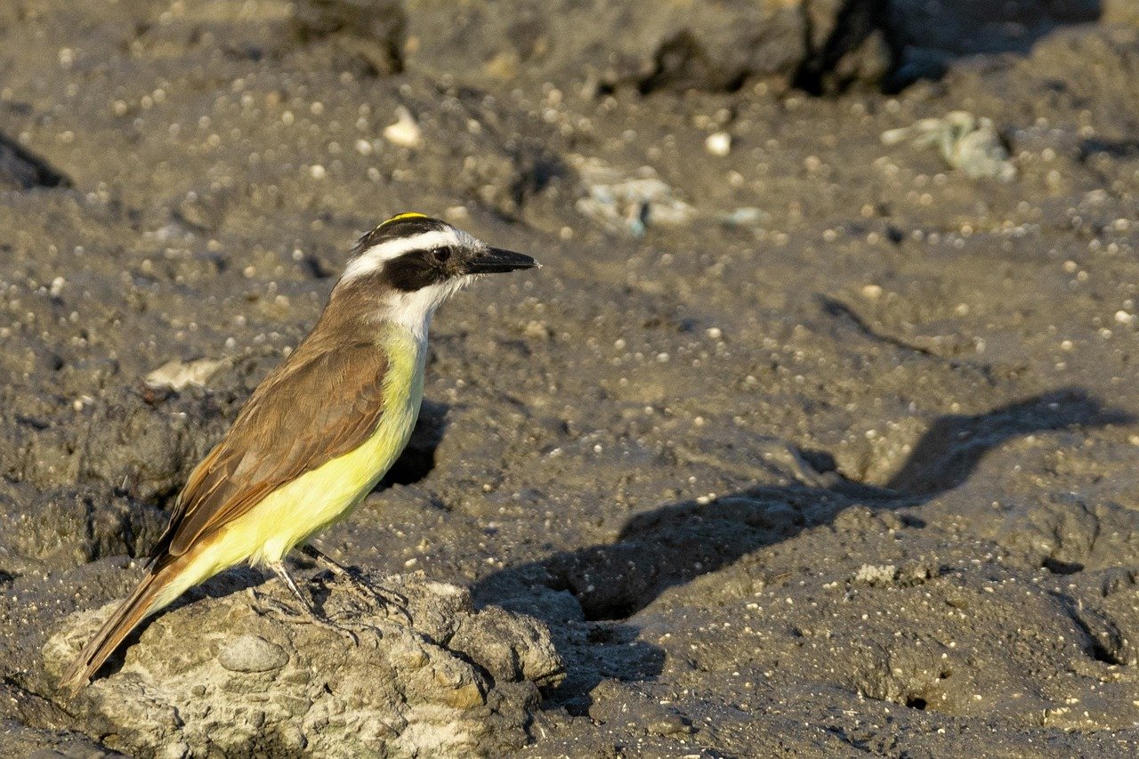 Os únicos representantes do gênero Pitangus eram o bem-te-vi e a espécie Pitangus lictor, porém atualmente só uma espécie enquadra-se neste gênero, o próprio bem-te-vi. 