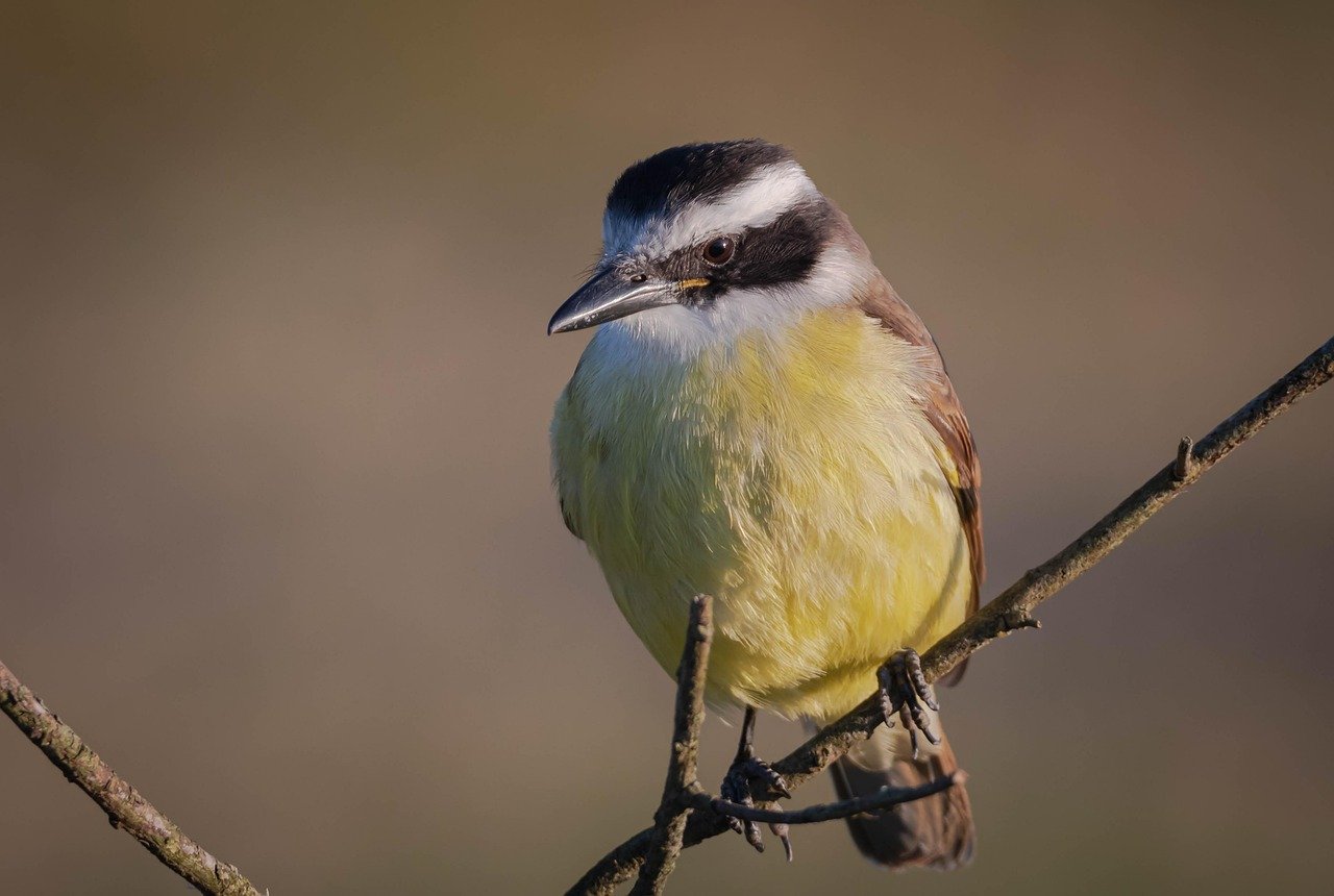 O bem-te-vi (Pitangus sulphuratus) é encontrado em todo o Brasil, em diversos tipos de ambientes, como florestas, plantações, jardins, margens de rios e lago. No entanto, o bioma mais popular deste animal é o Cerrado.