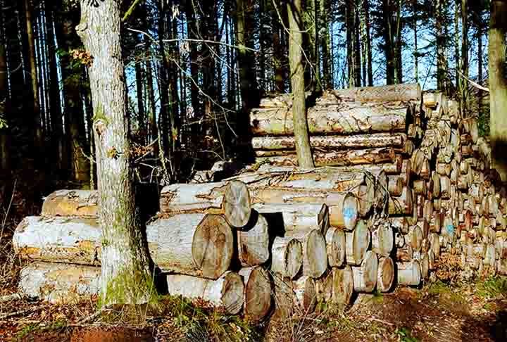AlÃ©m de contribuÃ­rem para a purificaÃ§Ã£o do ar e proteÃ§Ã£o da biodiversidade, essas Ã¡rvores sÃ£o fontes de madeira, papel e resinas. Ou seja, tambÃ©m desempenham um papel relevante na economia. 

