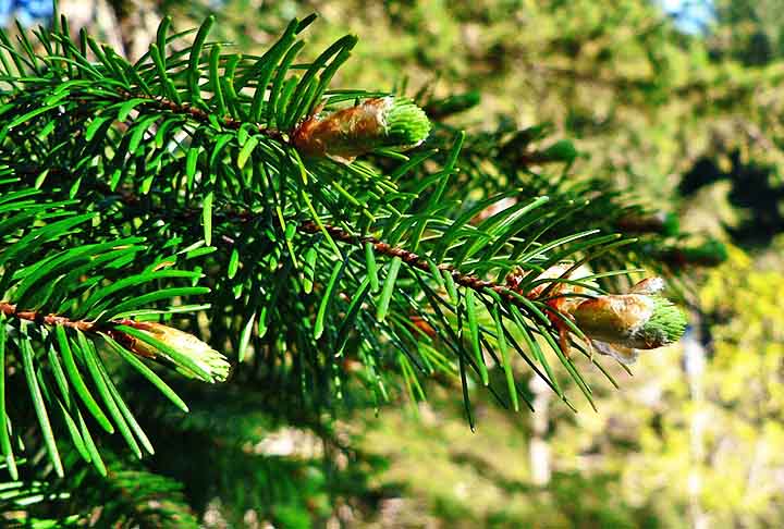 Árvores coníferas embelezam paisagem nas florestas frias do planeta