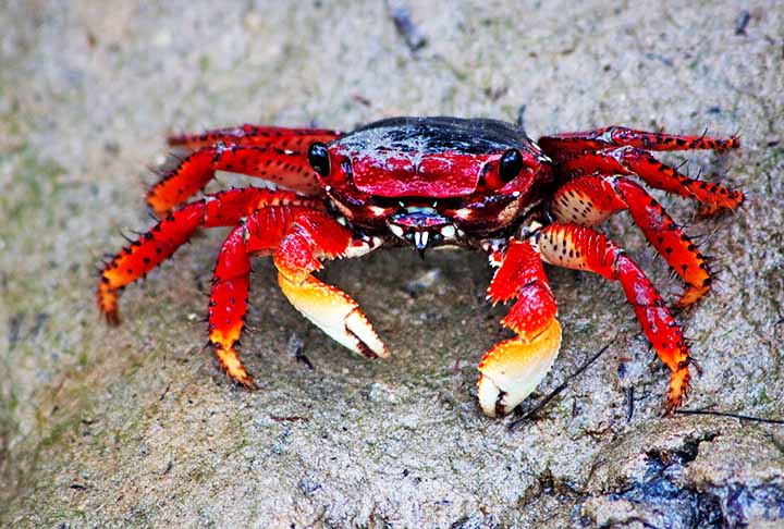 Caranguejos terrestres e camarões também podem transmitir o parasita se alimentados com lesmas ou caracóis infectados.- Flickr Tom Sabbadini