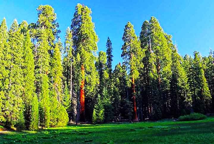As coniferas variam de pequenas espÃ©cies, com 2 a 3  metros de altura atÃ© Ã¡rvores gigantescas,  como as sequÃ³ias, que alcanÃ§am atÃ© 115 metros.