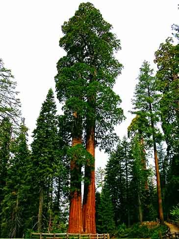 As folhas finas e resistentes, em forma de agulhas, reduzem a perda de Ã¡gua, permitindo sobrevivÃªncia em climas secos.
Os troncos retos e robustos, cobertos por casca espessa que protege contra o frio e incÃªndios.
