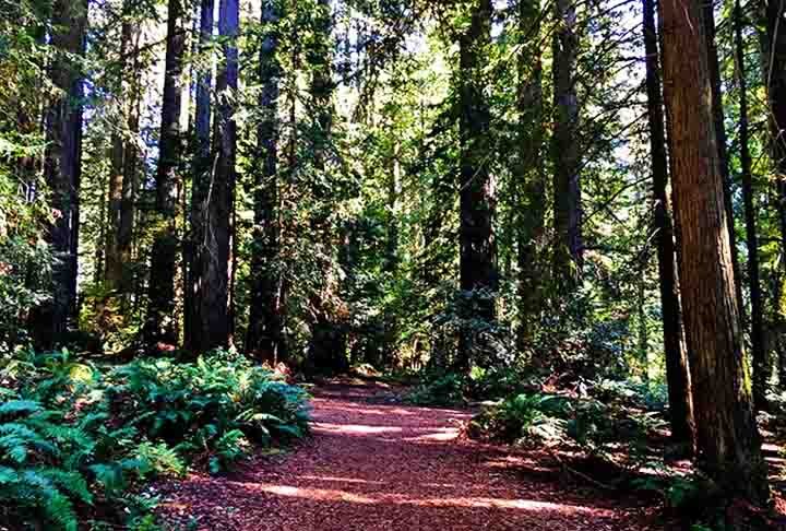 Sua estrutura e fisiologia evoluÃ­ram para prosperar em ambientes hostis, garantindo sua sobrevivÃªncia. Veja locais que tÃªm belas florestas de conÃ­feras pelo mundo.

