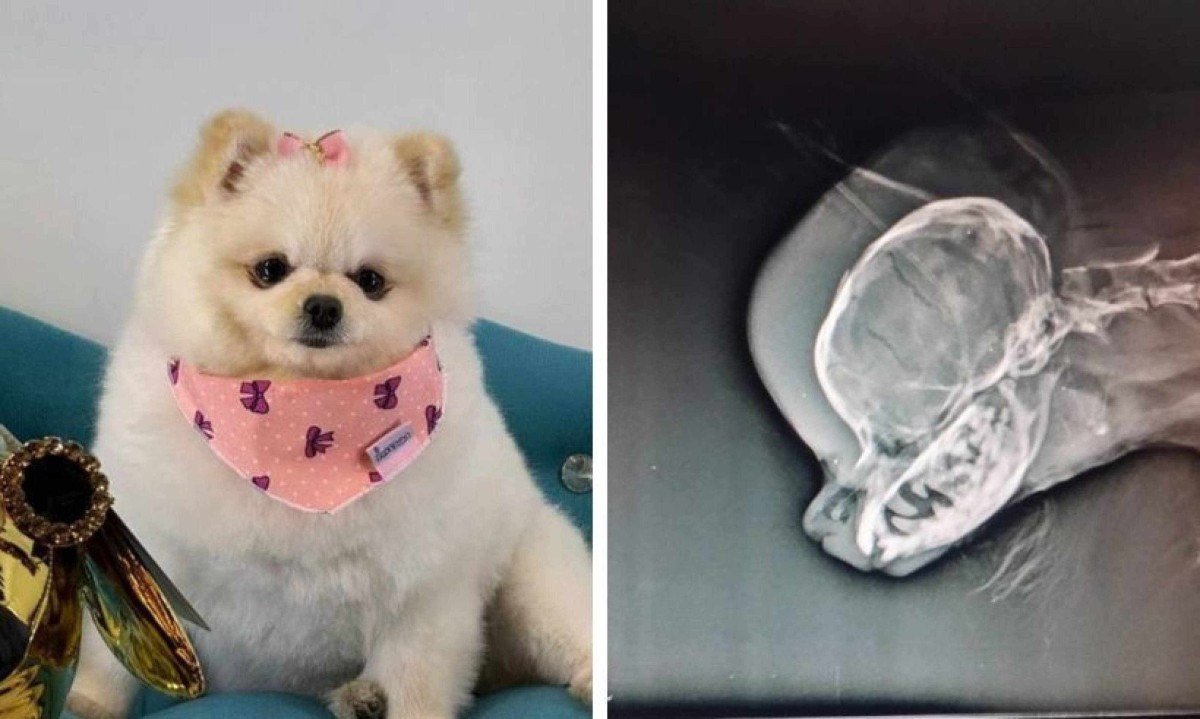Cachorrinha chegou a ser levada para hospital veterin&aacute;rio, mas morreu de  politraumatismo -  (crédito: Reprodu&ccedil;&atilde;o)