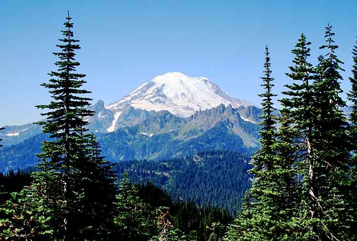 Japão - Montanhas e florestas subtropicais abrigam ciprestes e cedros, com grande importância cultural e ecológica. Ciprestes são árvores conhecidas por sua madeira resistente e copa elegante, comuns em climas temperados. Cedros são apreciados por sua madeira aromática e simbologia histórica, típicas de regiões montanhosas.


