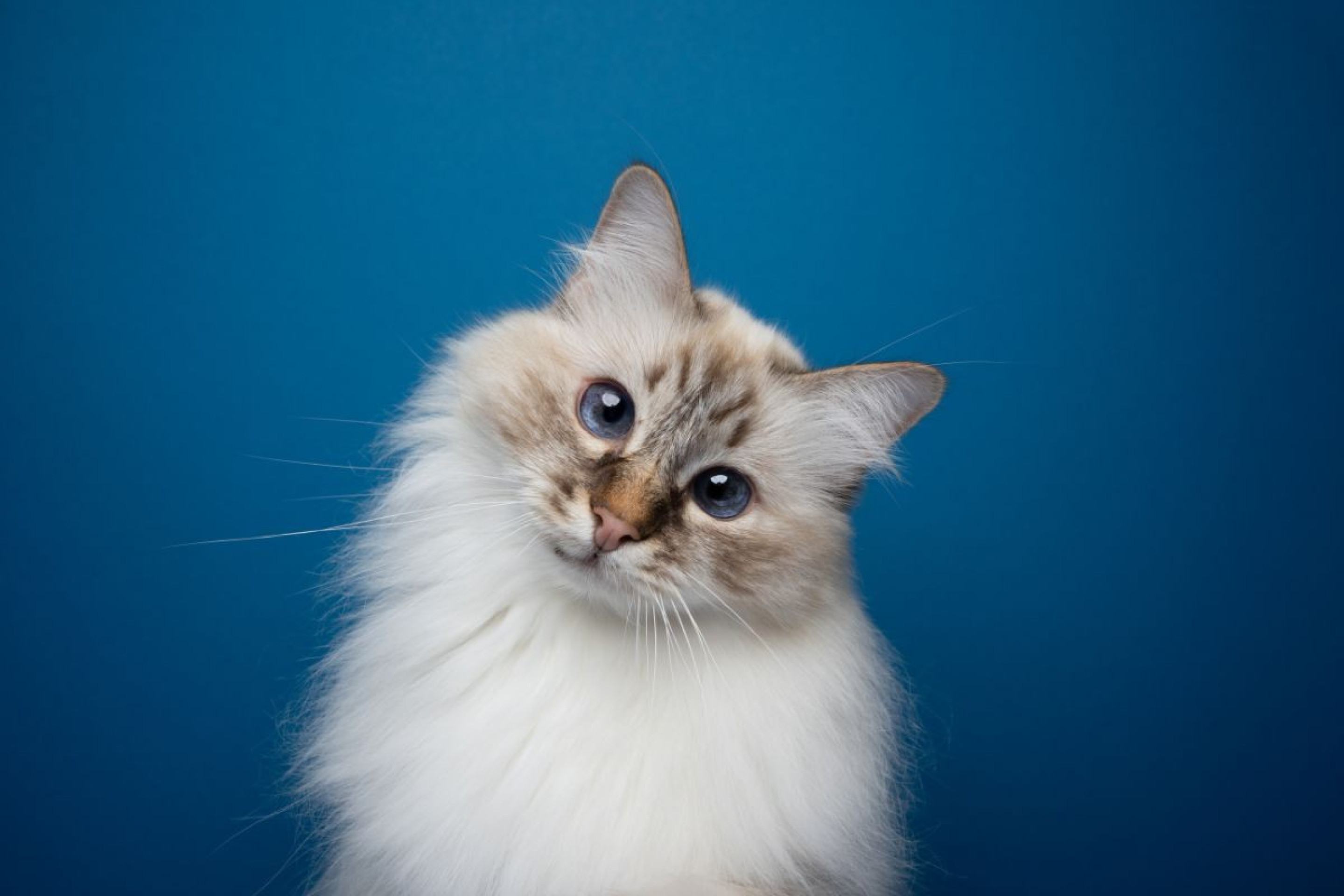 Gato