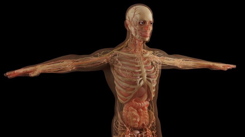 Como cientista, Da Vinci fez avanÃ§os significativos na anatomia, realizando dissecaÃ§Ãµes de corpos humanos para entender a estrutura do corpo e seus movimentos. 