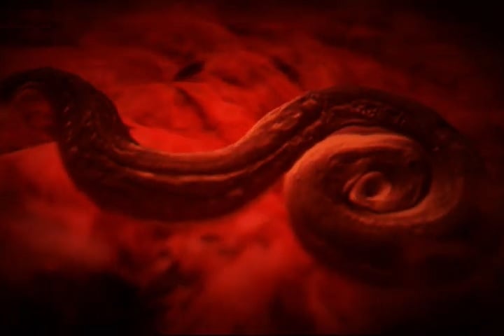 O Angiostrongylus cantonensis é mais comum em regiões tropicais e subtropicais, especialmente no Sudeste Asiático, Pacífico, Caribe e algumas partes da África e das Américas. -reprodução/youtube