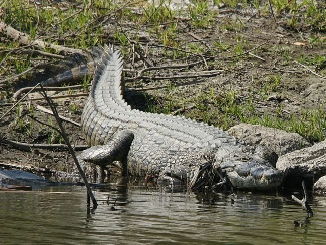 Apesar disso, o rio é lar de uma biodiversidade impressionante, incluindo diversas espécies de peixes, aves e mamíferos, como o hipopótamo e o famoso crocodilo-do-Nilo. 