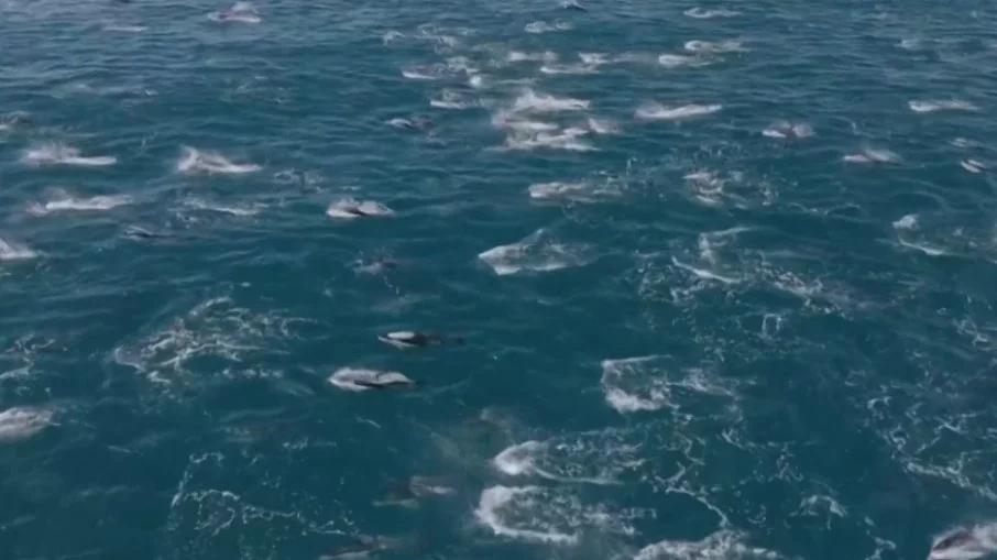 Cinegrafista faz registro raro de 2 mil golfinhos saltando na costa da Califórnia