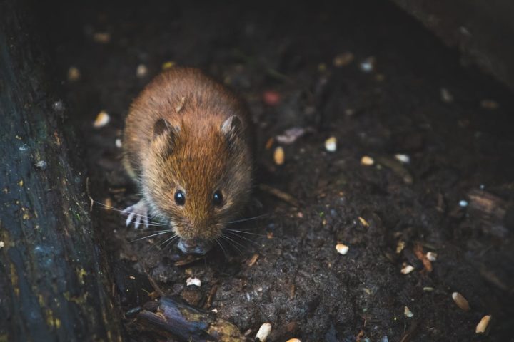 Os ovos eclodem, e então as larvas são expelidas nas fezes do rato.-pexels DSD