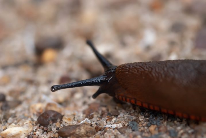 Moluscos, como caracóis e lesmas, são os hospedeiros intermediários. Eles ingerem as larvas do parasita presentes no ambiente, e as larvas se desenvolvem até um estágio infectante dentro desses moluscos.-Agata Sochalska por Pixabay