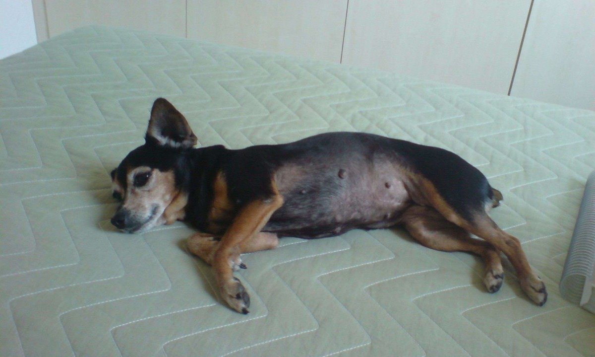 Tutora afirma que Cheetara, da raça Pinscher, de 20 anos, estava clinicamente bem e tinha passado por exames pouco antes de fugir de casa -  (crédito: Arquivo pessoal)
