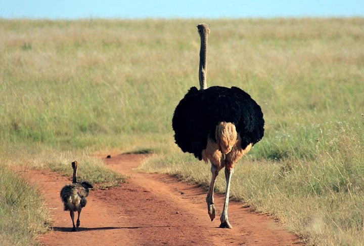 O emu habita savanas, florestas abertas e áreas secas da Austrália. É onívoro, comendo frutas, sementes, insetos e pequenos animais. Vive, em média, entre 10 e 20 anos na natureza.