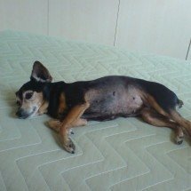 Advogada denuncia que zoonose fez eutanásia de cachorra que fugiu de casa - Arquivo pessoal