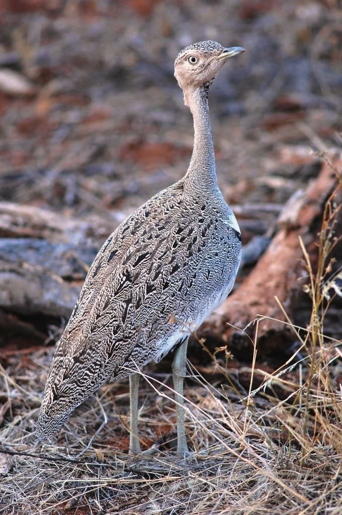 O kori vive em savanas e pastagens da Ãfrica, preferindo Ã¡reas abertas. Alimenta-se de insetos, pequenos vertebrados e atÃ© algumas plantas. Pode viver cerca de 20 a 30 anos.
