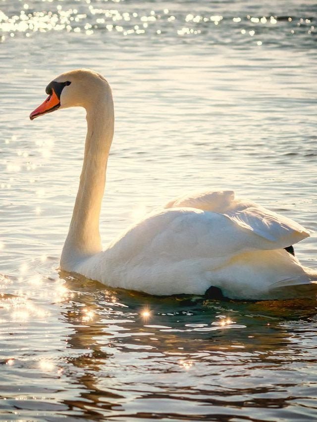 CISNE- Os cisnes são aves aquáticas grandes, podendo medir até 1,5 metro de comprimento e pesar cerca de 15 kg, com uma envergadura que pode chegar a 2,4 metros. Possuem pescoço longo, bico largo e plumagem geralmente branca ou preta, dependendo da espécie.
