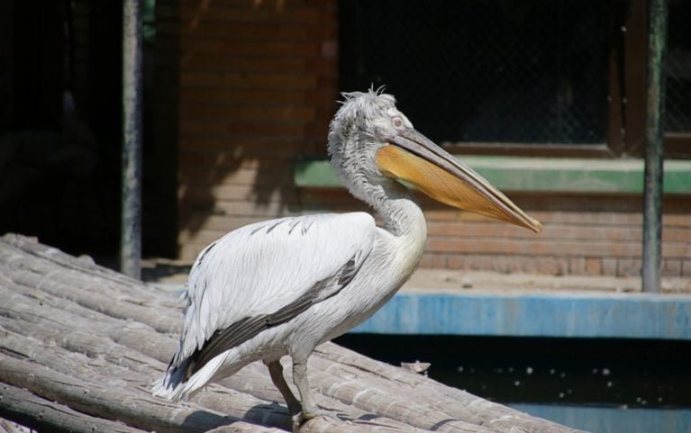 O albatroz errante habita oceanos do hemisfÃ©rio sul, voando longas distÃ¢ncias sobre o mar. Alimenta-se de peixes, lulas e restos de animais marinhos. Pode viver atÃ© 60 anos.
