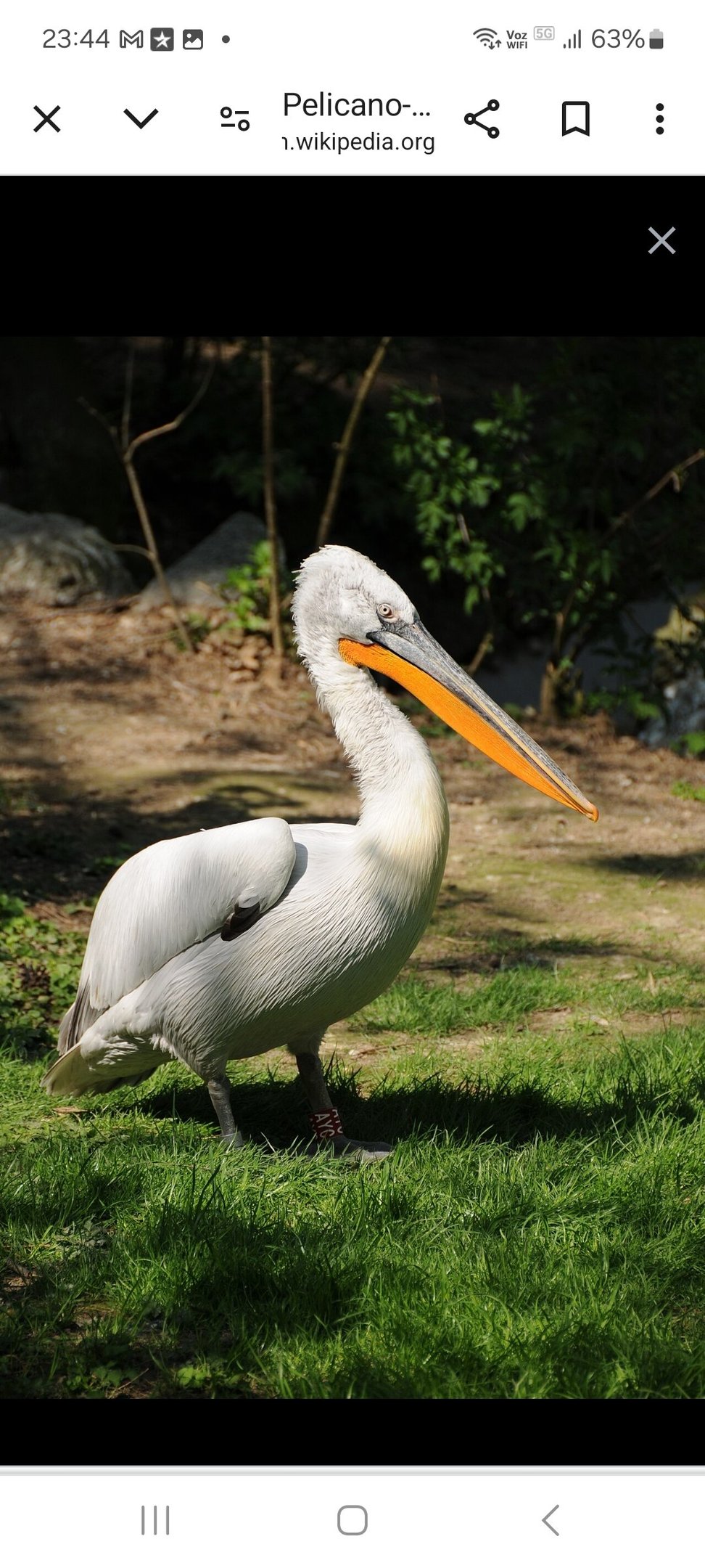 PELICANO DÁLMATA - Mede até 1,8 metros de comprimento e pode pesar 15 kg, com uma envergadura de até 3,5 metros. Sua plumagem é branca acinzentada, e seu enorme bico tem uma bolsa característica