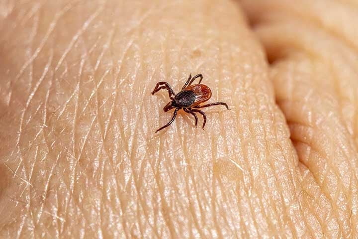 Já para remover os carrapatos da pele, deve-se use luvas de látex ou borracha para proteger as mãos antes de retirá-los.