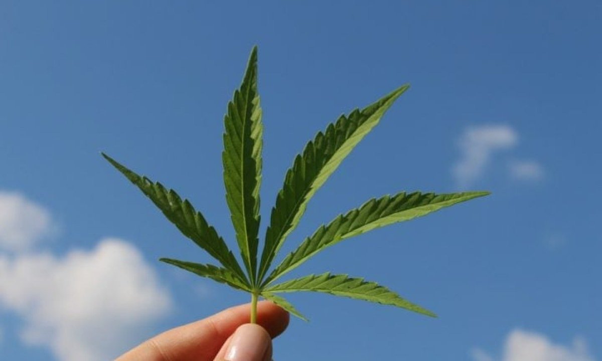 Pacientes que fazem uso de cannabis medicinal podem doar sangue? - TinaKru por Pixabay 
