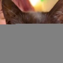 Gato rejeitado por ser muito carinhoso ganha novo lar após disputa ‘acirrada’ - Reprodução/TikTok