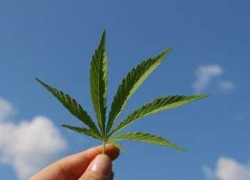 Esse estudo avaliava o objetivo avaliar o efeito de substâncias derivadas da cannabis no tratamento de doenças. -  (crédito: TinaKru por Pixabay )