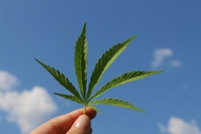Esse estudo avaliava o objetivo avaliar o efeito de substâncias derivadas da cannabis no tratamento de doenças. -  (crédito: TinaKru por Pixabay )