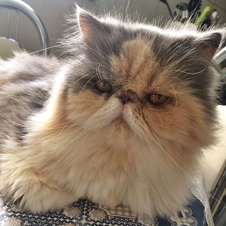 Persa - Originária do Irã (antiga Pérsia). Tem muita pelagem e focinho achatado. Mia pouco, num tom baixo, que não incomoda. Há mais de 100 combinações de cores para esses gatos. Vive entre 12 e 17 anos. -Lucas Setin wiki commons 