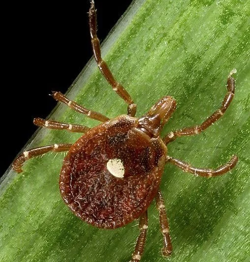 Se ele estiver infectado com a bactéria Rickettsia rickettsii e picar uma pessoa, pode transmitir a febre maculosa, que pode causar sintomas graves e, em casos mais severos, até mesmo levar à morte.