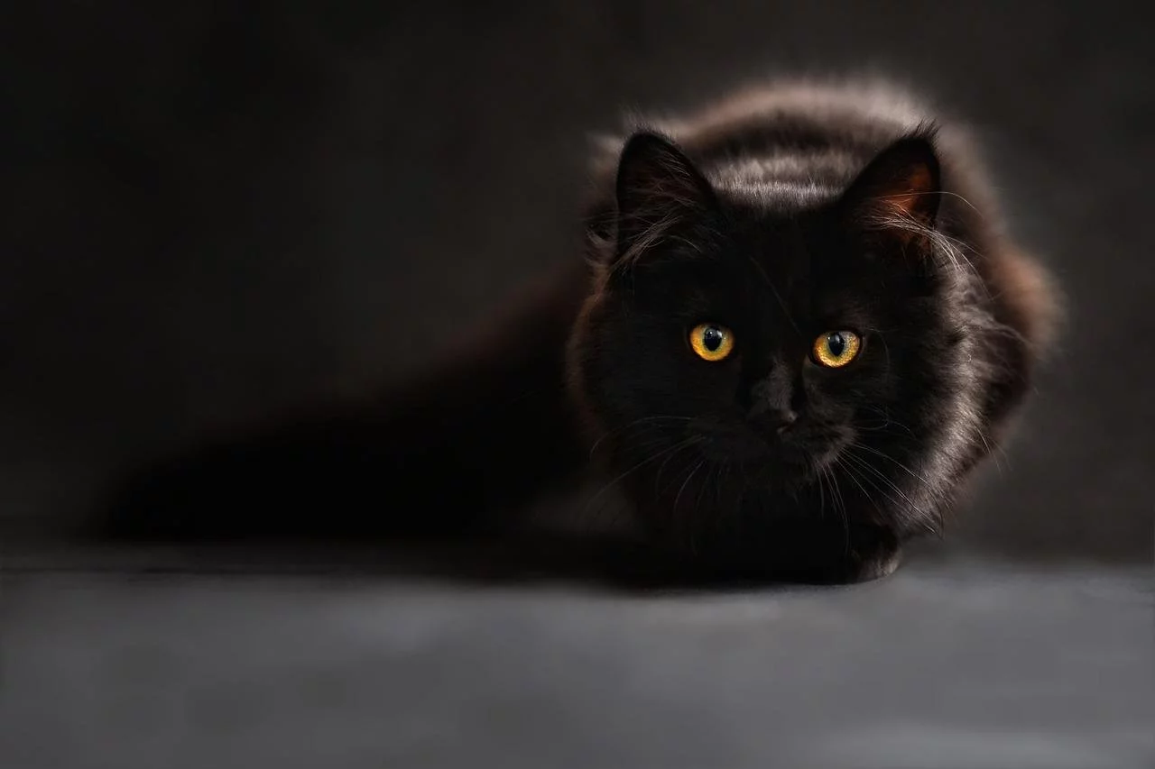 Maine Coon - Originário do estado do Maine (EUA), é considerada a raça de maior porte no mundo. Tem pelagem espessa e macia, suporta bem as mudanças de clima e é exímio caçador de ratos. Vive cerca de 14 anos. -pixabay