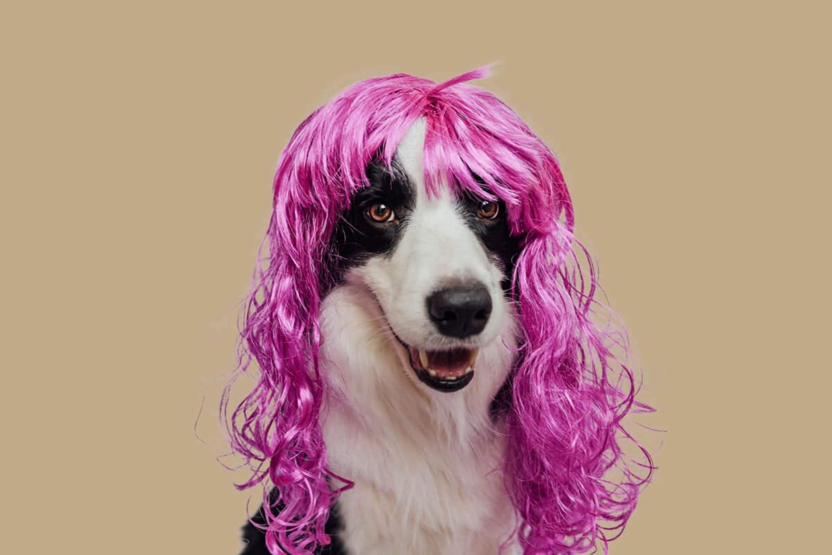 O Carnaval com o seu cachorro pode ser uma experiência inesquecível (Imagem: Julia Zavalishina | Shutterstock)