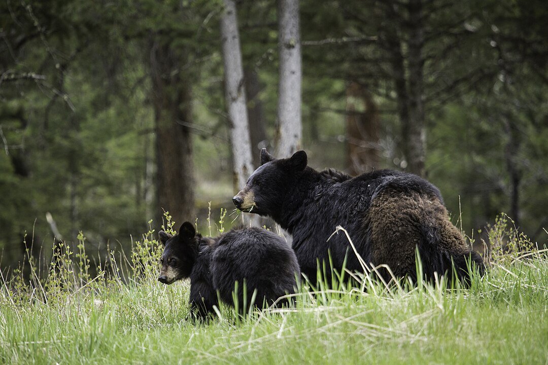 O urso-negro,  também conhecido como baribal, é uma espécie  norte-americana, encontrada do Alasca ao Norte do México.