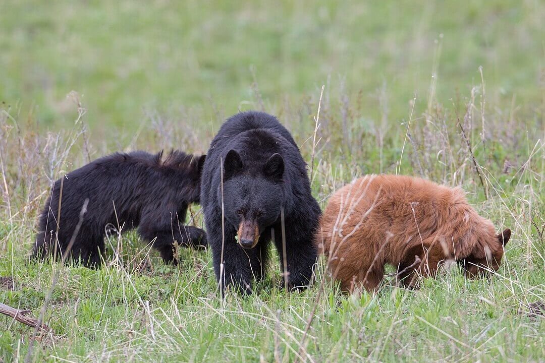 Apesar do nome, o urso-negro também pode ter pelagem marrom, bege ou branca.