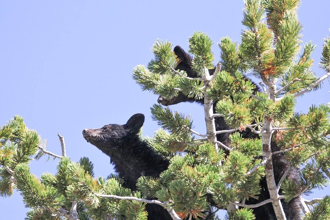 Esse urso raramente se alimenta de grandes animais. Ele prefere frutos, nozes, gramíneas,  além de peixes e pequenos mamíferos.