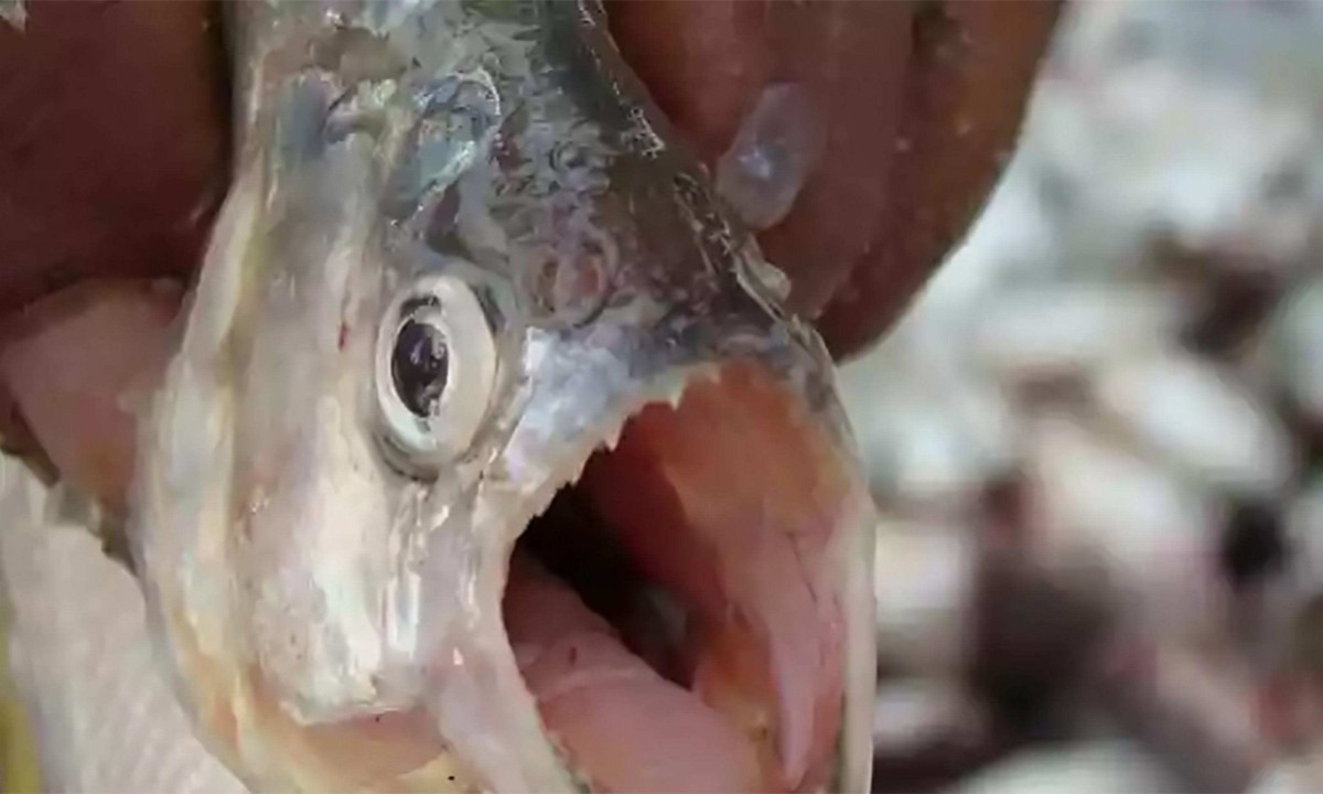 A pirambeba é um pequeno peixe carnívoro, da família das piranhas -  (crédito: Reprodução/Animalia Virtual)