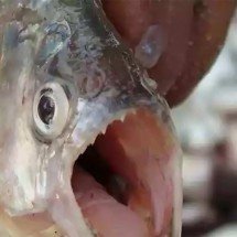 Cardume de pirambebas morde banhistas no interior de Minas Gerais - Reprodução/Animalia Virtual