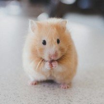 Fofos e fáceis de cuidar: Mitos e curiosidades sobre os hamsters! - Ricky Kharawala Unsplash