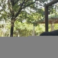 Urso-negro invade piquenique; e mulher se faz de estátua para proteger criança - Reprodução TV Globo