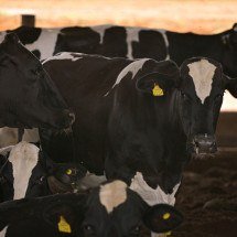 China suspende compra de carne bovina de 3 frigoríficos do Brasil; entenda - Pedro Vilela